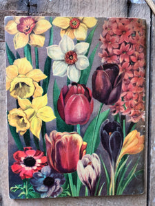 1950s Gardening booklet, Spring Flowering Bulbs