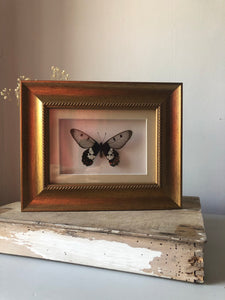 Framed Vintage Butterfly