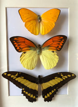 Load image into Gallery viewer, NEW - Vintage Framed Butterflies