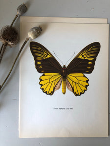 Vintage Butterfly Bookplate / Print, Troides Amphrysus