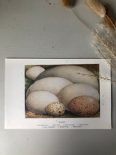 Load image into Gallery viewer, 1920s Original Bookplate, Landscape Eggs