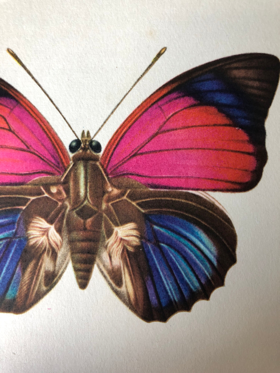 Original Butterfly Bookplate, Agrias Sardanapalus
