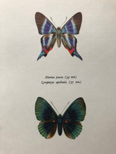 Load image into Gallery viewer, Vintage Butterfly Print, Diorina Psecas
