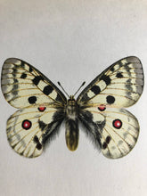 Load image into Gallery viewer, Vintage Butterfly Print, Parnassius Apollo