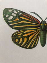 Load image into Gallery viewer, Original Moth Bookplate, Campylotes Histrionicus