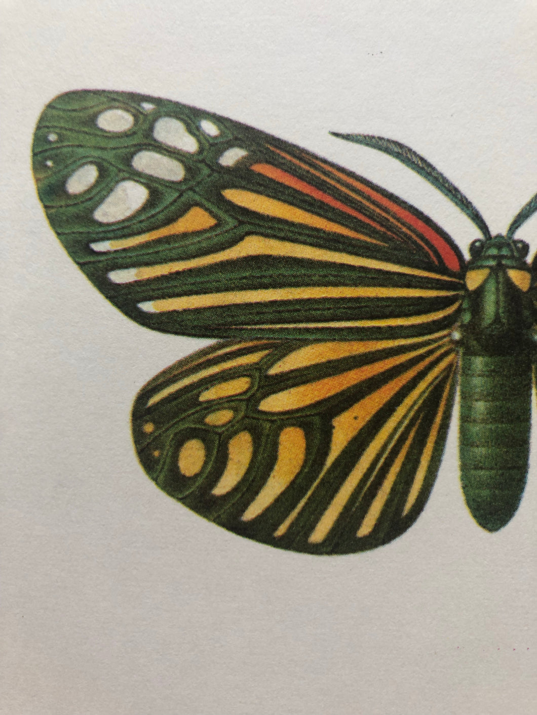 Original Moth Bookplate, Campylotes Histrionicus