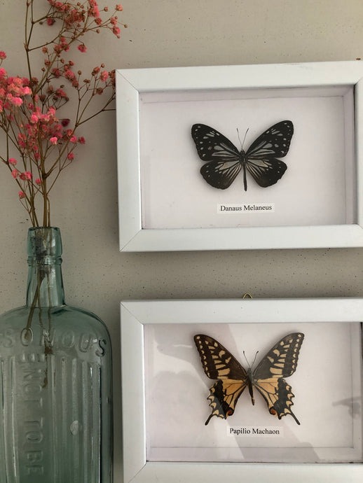 Vintage Framed Butterfly, Danaus Melaneus