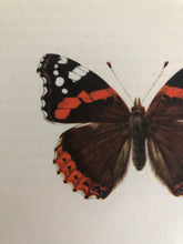 Load image into Gallery viewer, Original Butterfly Bookplate, Vanessa Cardui