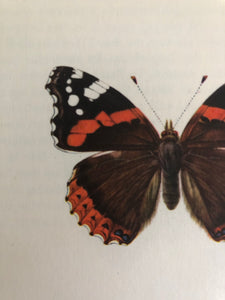 Original Butterfly Bookplate, Vanessa Cardui