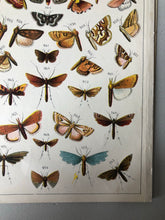 Load image into Gallery viewer, Original Butterfly/Moth Bookplate, Plate 31