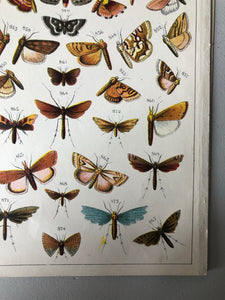 Original Butterfly/Moth Bookplate, Plate 31