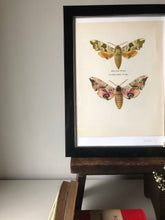 Load image into Gallery viewer, Original 1960s Moth Print