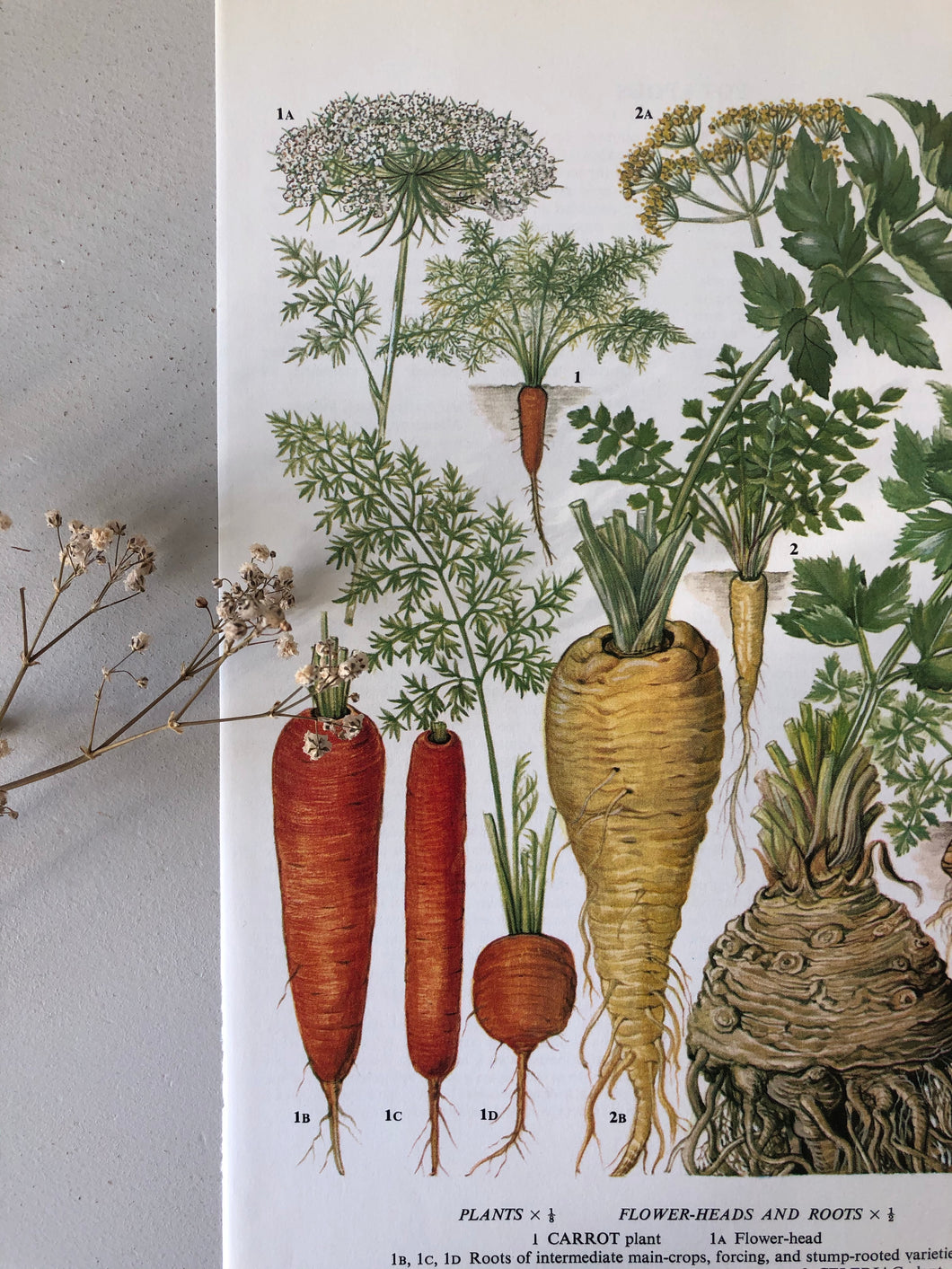 Vintage Vegetable bookplate