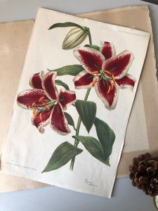 NEW - 1950s Botanical print