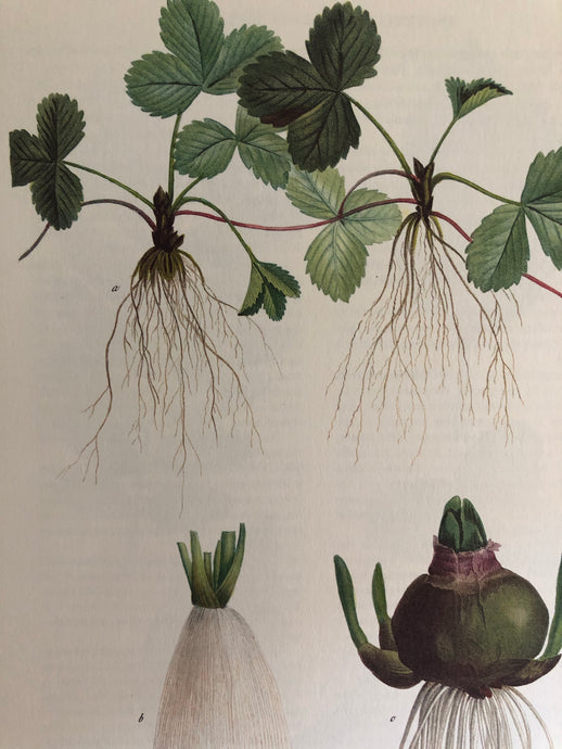 1960s Botanical plant bulb print