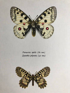 Vintage Butterfly Print, Parnassius Apollo