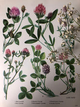 Load image into Gallery viewer, 1960s Botanical Print, Sea Clover