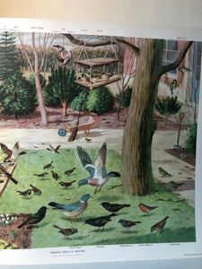 Original 1950s School Poster, ‘Feeding Birds In Winter'