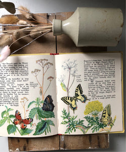Vintage Butterfly Book