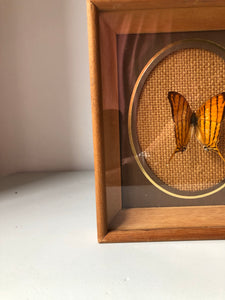 Framed Vintage Butterfly