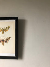 Load image into Gallery viewer, Original 1960s Moth Print