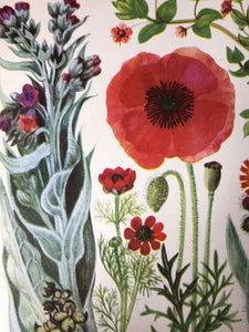 1960s Botanical Print, Field Poppy