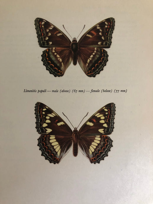 Original Butterfly Print, Populi