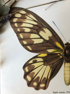 Vintage Butterfly Bookplate / Print, Papilio Victoriae