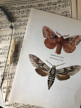 Load image into Gallery viewer, Vintage Bookplate, Dendrolimus Moth