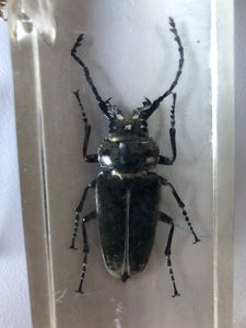 NEW - Vintage Beetle Resin Block