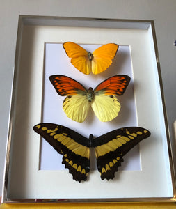 NEW - Vintage Framed Butterflies