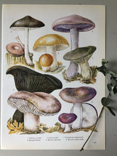 Load image into Gallery viewer, Vintage Mushroom Print, Lapista Nuda