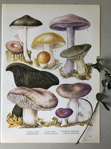 Vintage Mushroom Print, Lapista Nuda