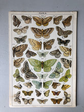 Load image into Gallery viewer, Original Butterfly/Moth Bookplate, Plate 26