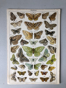 Original Butterfly/Moth Bookplate, Plate 26