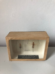 Vintage Insect Specimen Box