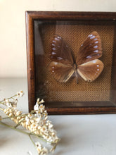 Load image into Gallery viewer, Framed Vintage Butterfly