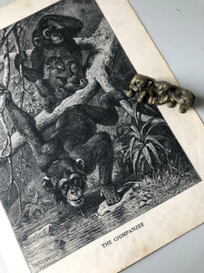 Original Chimpanzee Sketch Bookplate