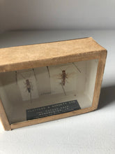 Load image into Gallery viewer, Vintage Insect Specimen Box