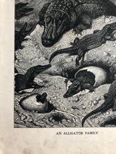 Load image into Gallery viewer, Original Alligator Family, sketched Bookplate