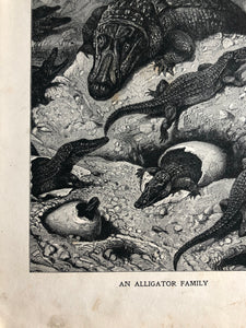 Original Alligator Family, sketched Bookplate