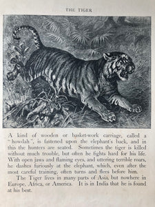 Original Tiger Sketch Bookplate