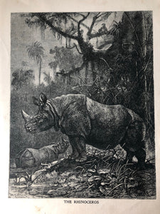 Original Rhino Sketch Bookplate