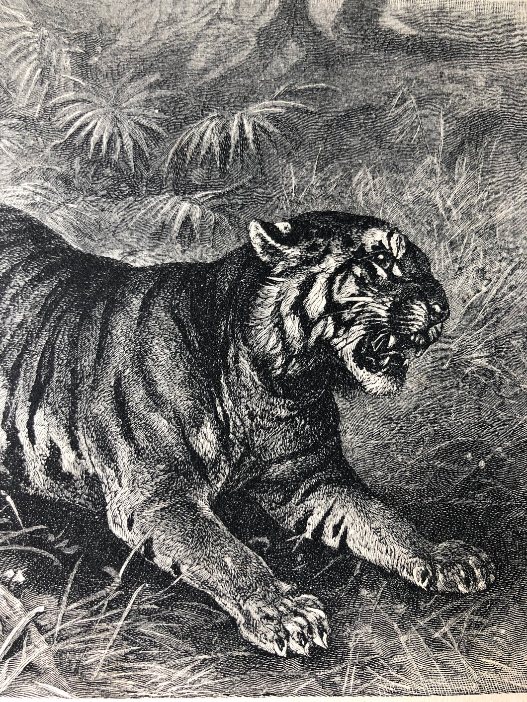 Original Tiger Sketch Bookplate