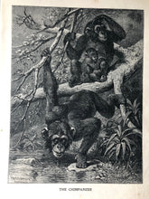 Load image into Gallery viewer, Original Chimpanzee Sketch Bookplate