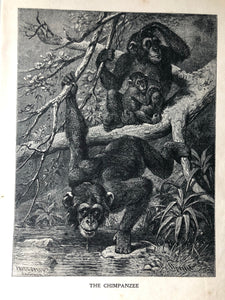 Original Chimpanzee Sketch Bookplate
