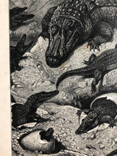 Load image into Gallery viewer, Original Alligator Family, sketched Bookplate