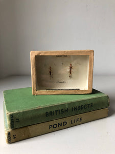 Vintage Insect Specimen Box