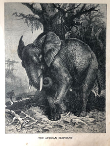 Original Elephant Sketch Bookplate