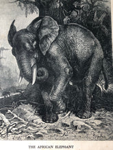 Load image into Gallery viewer, Original Elephant Sketch Bookplate